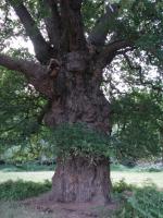 Albums/20090700-Windsor Great Park/22